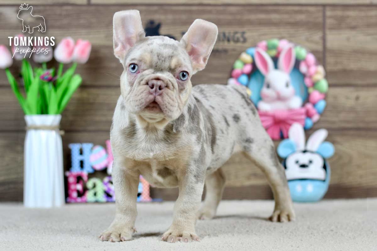 Logan, the Snuggle Sergeant