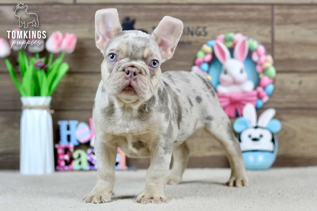 Logan, the Snuggle Sergeant