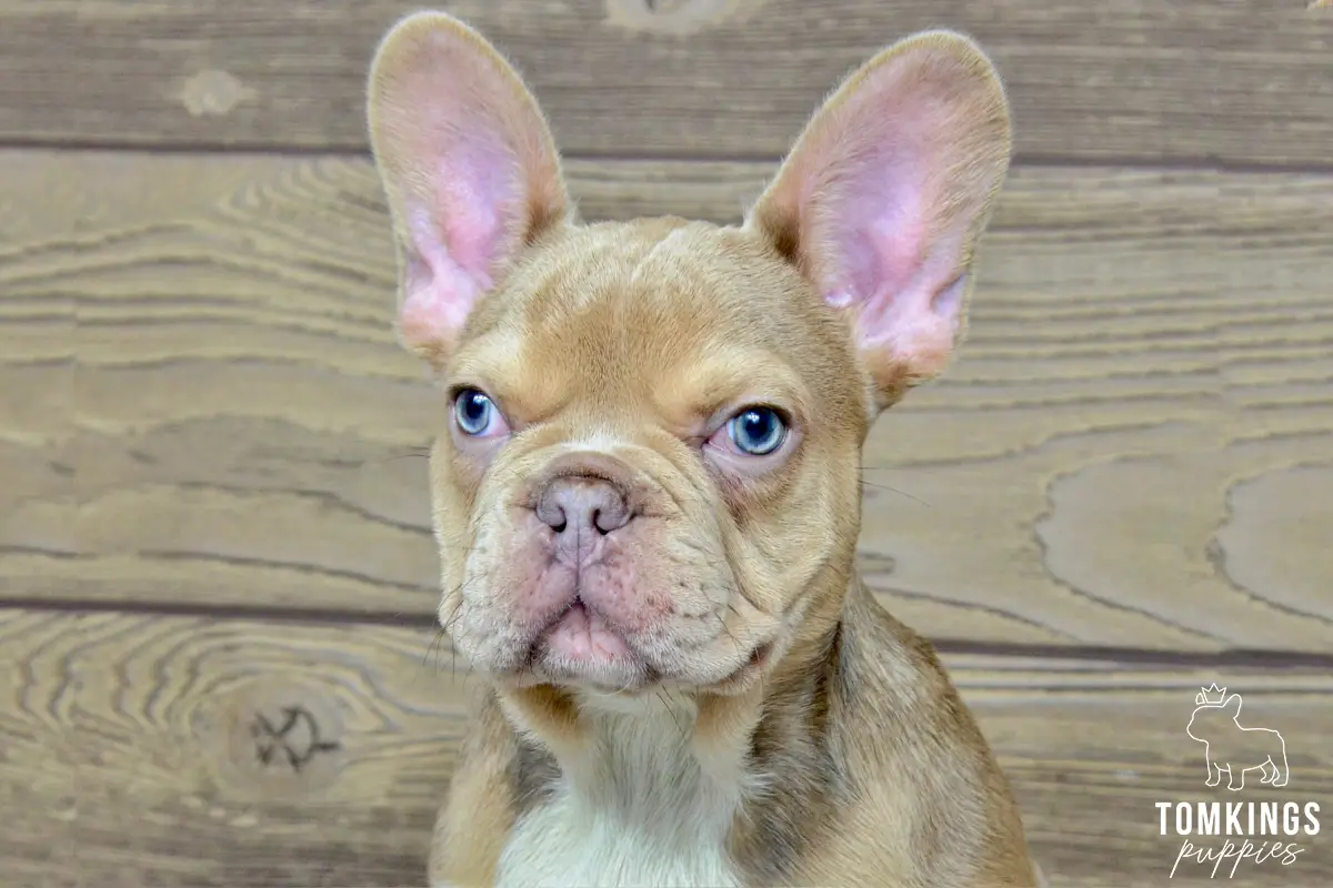 Memphis, the Front-Porch Baron