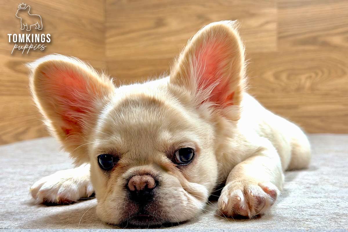 Metairie, the Graceful Empress