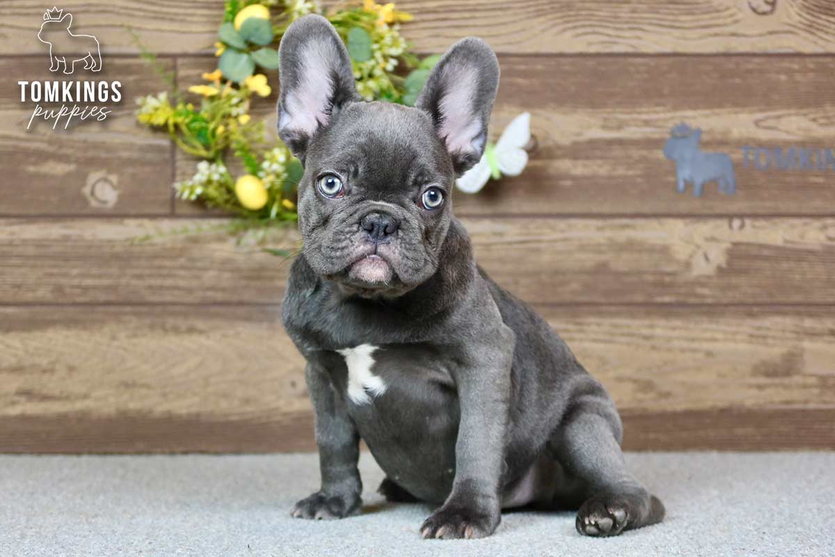 Thea, the Elegant Princess