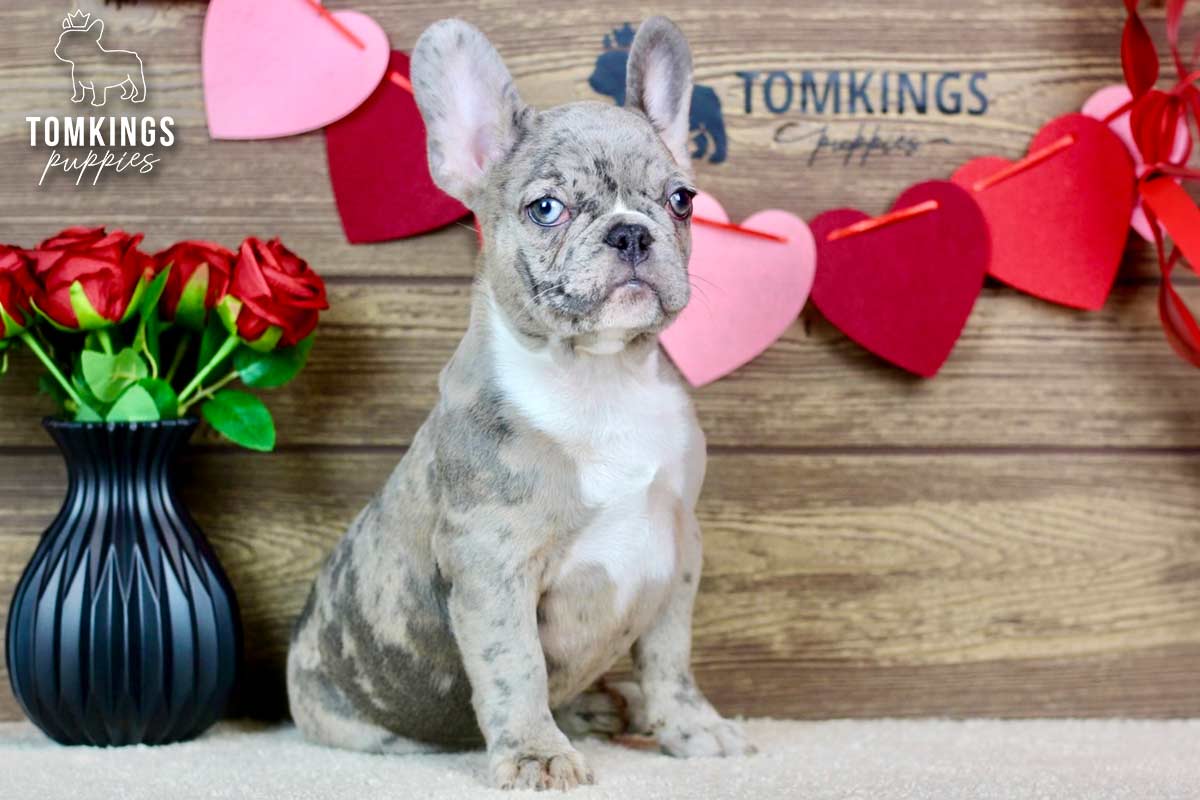 Toby, the Dashing Prince