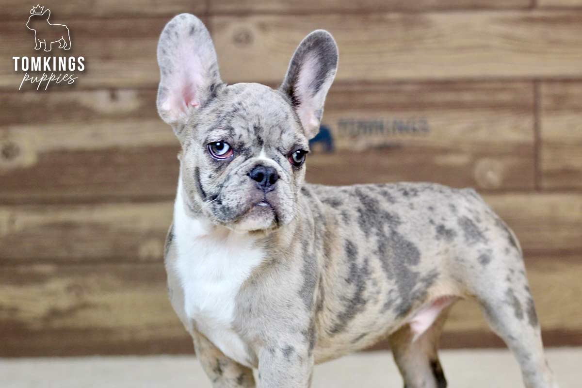 Toby, the Dashing Prince