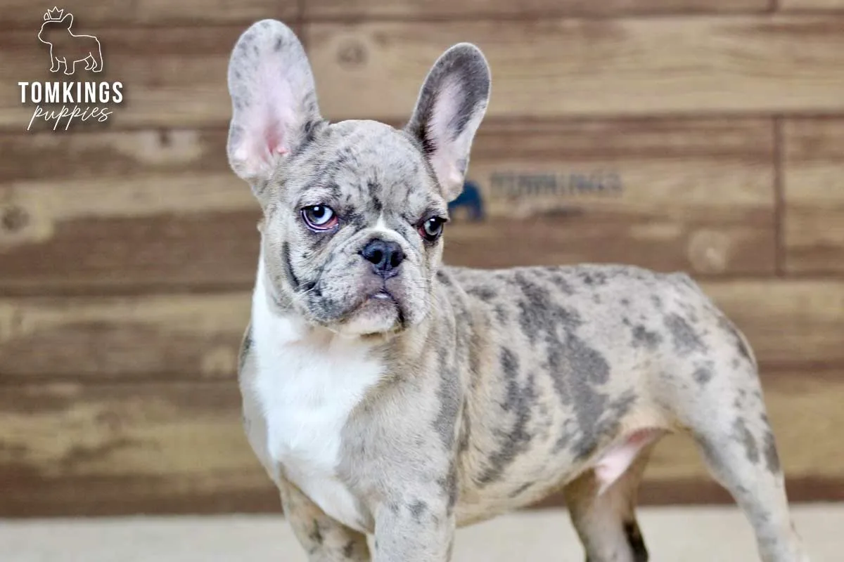 Toby, the Dashing Prince