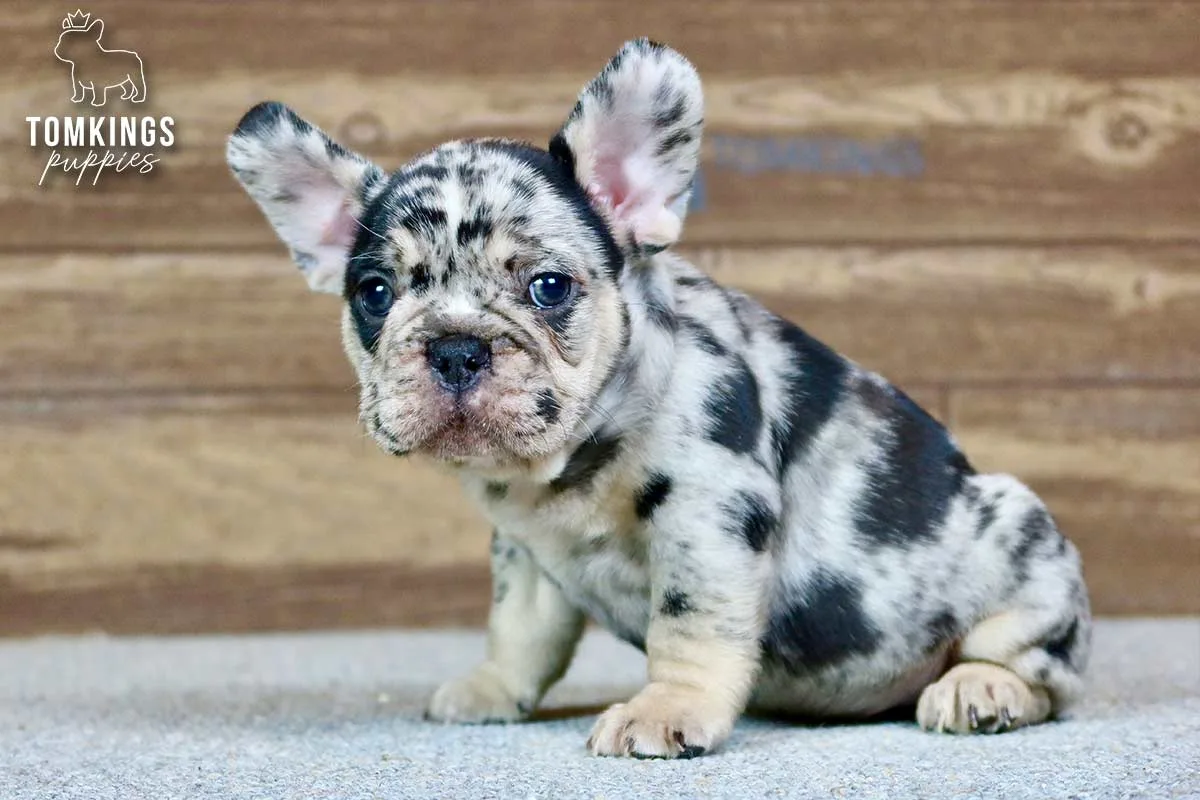 Travis, the Kind Keeper