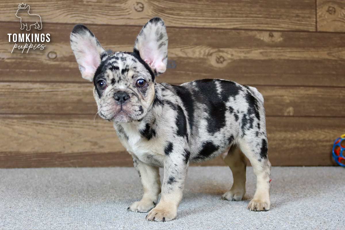 Travis, the Kind Keeper