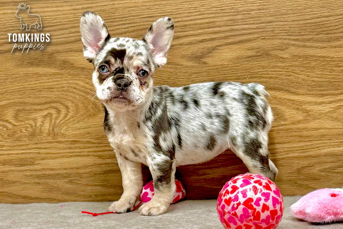 Willow, the Shy Songbird