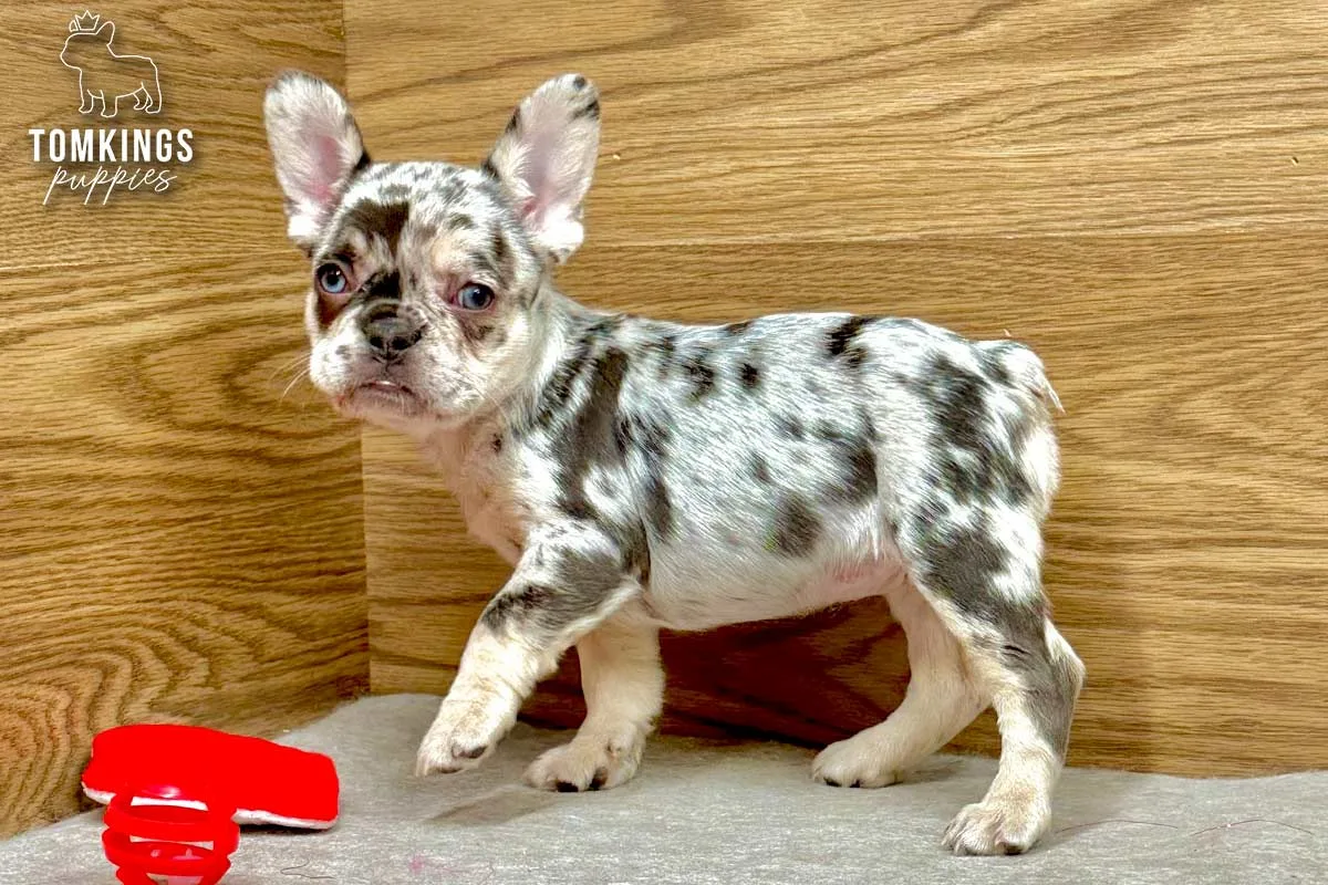 Willow, the Shy Songbird