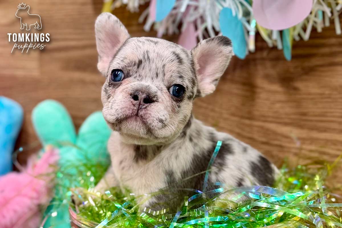 Denali, the Merle Marvel