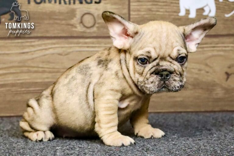 Horace, a merle fawn French Bulldog puppy, sitting in side view on gray carpet.