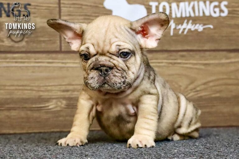 Horace, a merle fawn French Bulldog puppy, sitting on gray carpet in front of a wood backdrop.