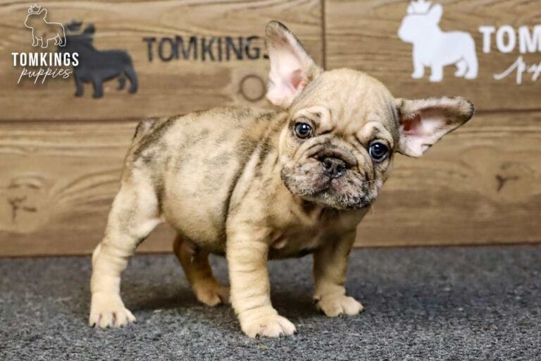 Horace, a merle fawn French Bulldog puppy, standing with a curious head tilt on gray carpet.