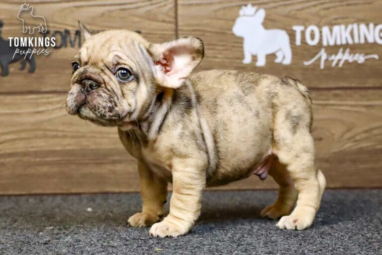 Horace, a merle fawn French Bulldog puppy, standing in side view on gray carpet.