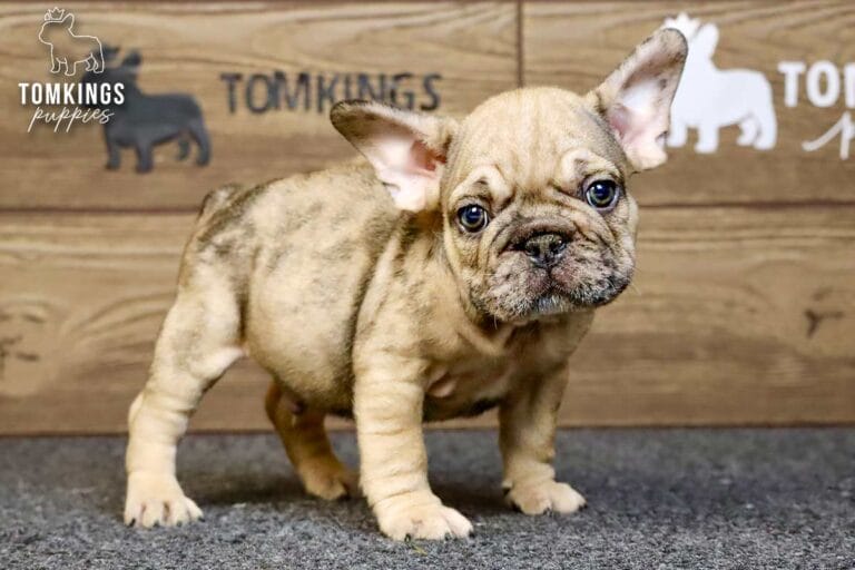 Horace, a merle fawn French Bulldog puppy, standing on gray carpet in front of a wood backdrop.