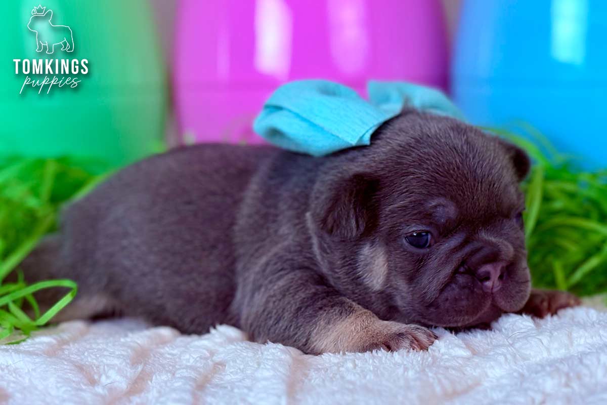 Jessie, the Peaceful Potato