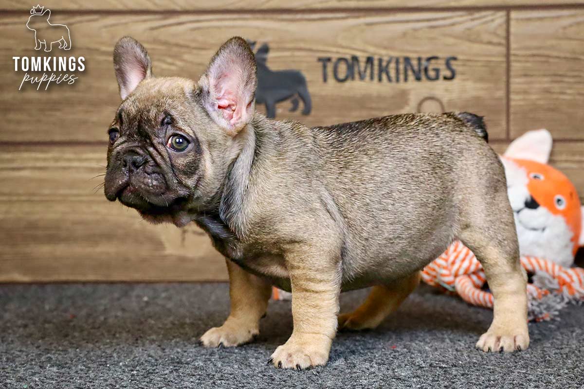 Luna, the Soulful Sable