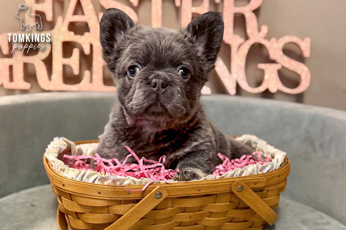 Marigold, the Lilac Bunny