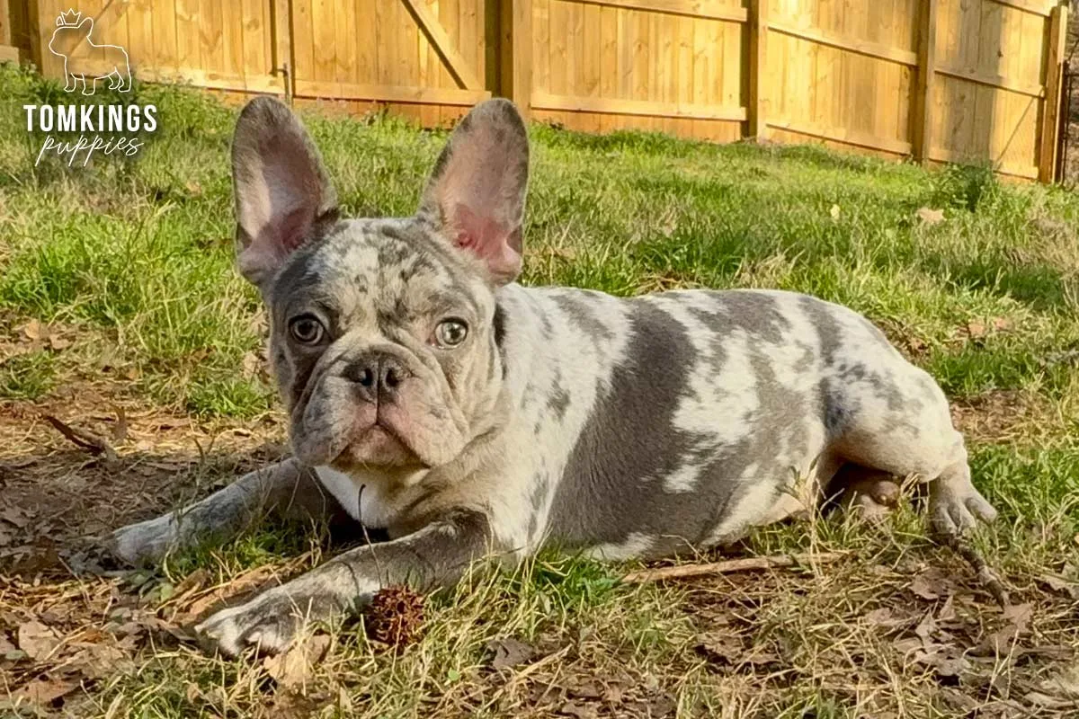 Amaretto, the gentle