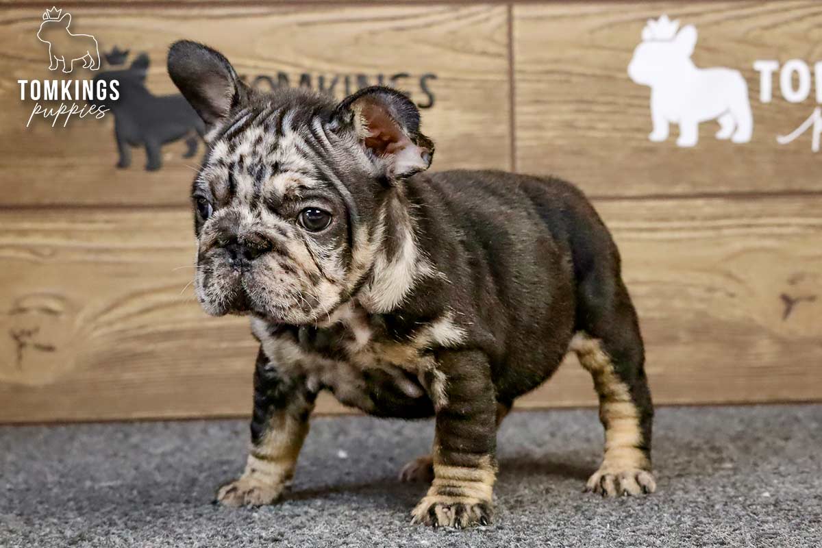 Beca, the Bouncy Bandit