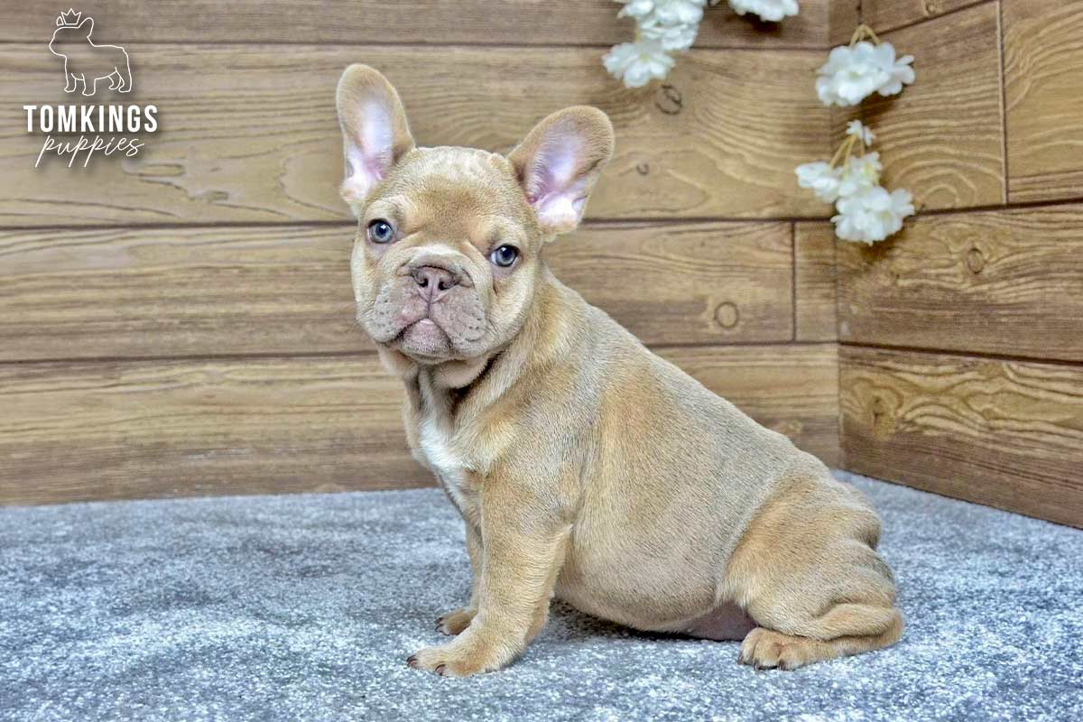 Betania, the Blossom Duchess