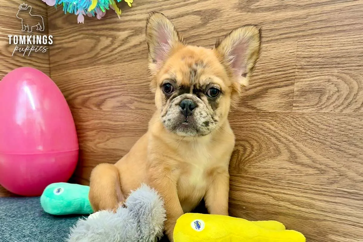 Cajun, the Sassy Sweetheart