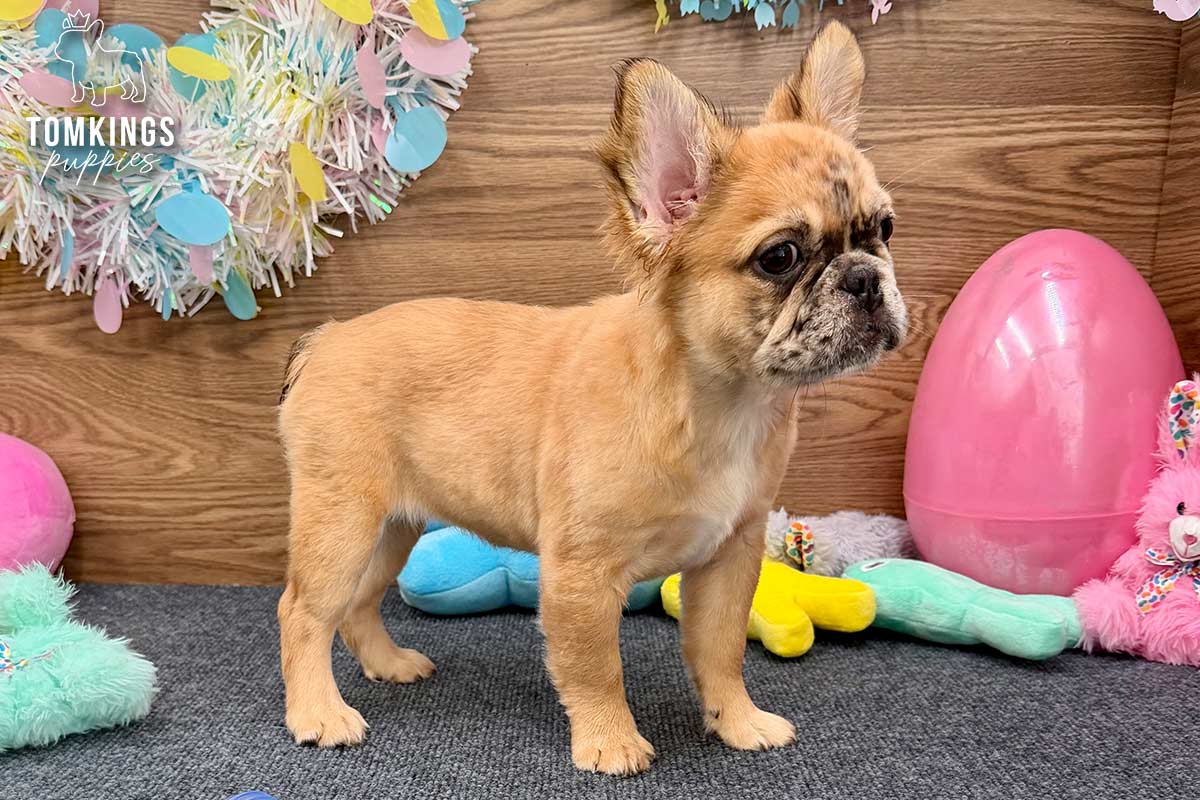 Cajun, the Sassy Sweetheart