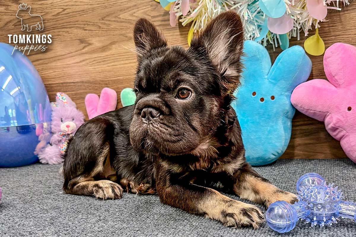 Callie, the Luxurious Fluffy