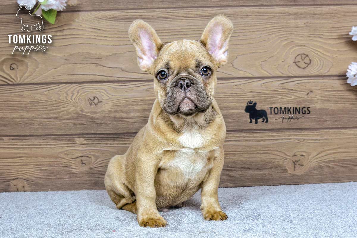 Chase, the Little Gentleman