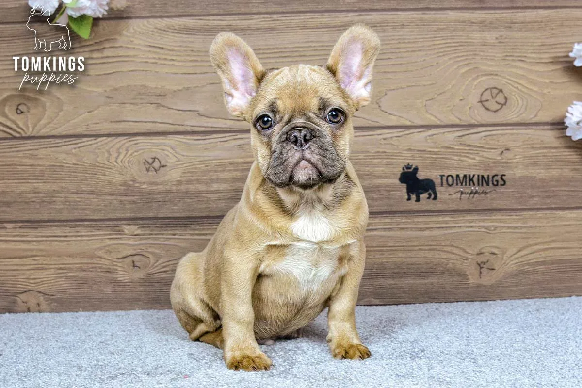 Chase, the Little Gentleman