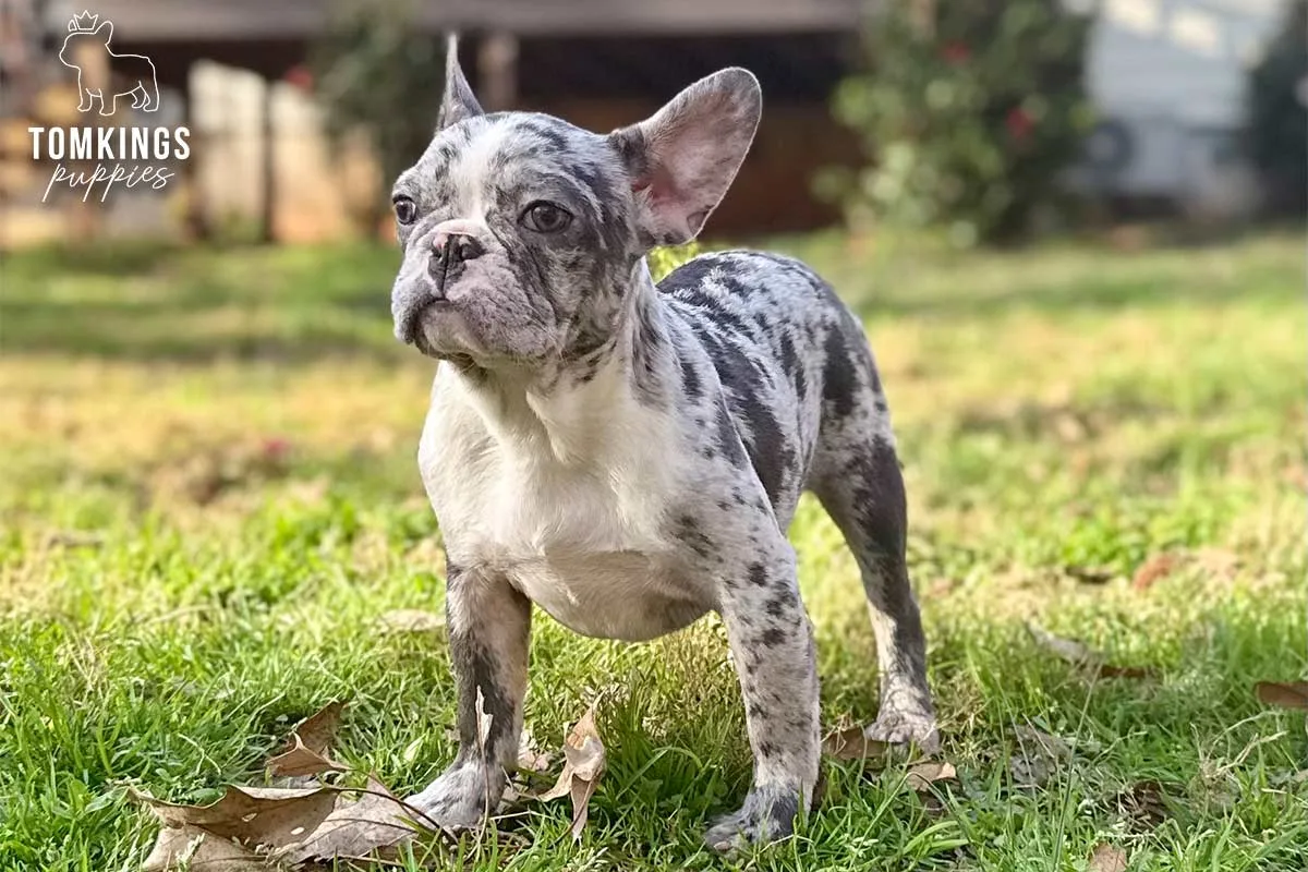 Cocoa, the Curious Explorer