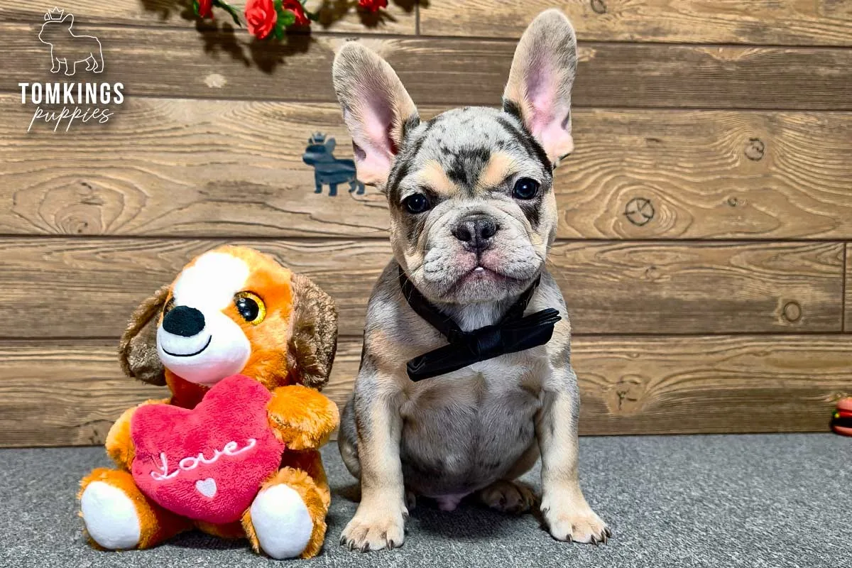 Cody, the Cool Companion