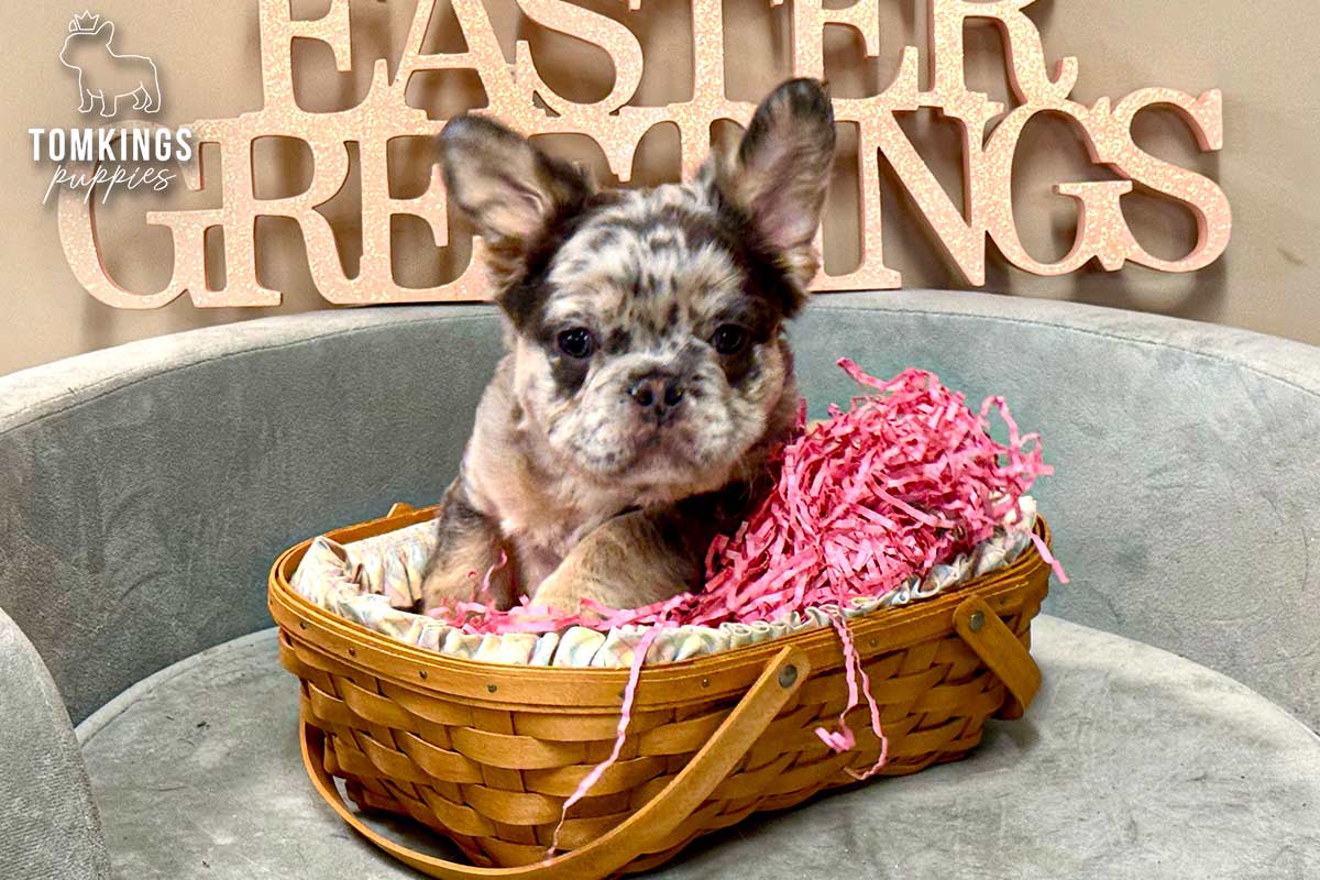 Dasher, the Fluffy King