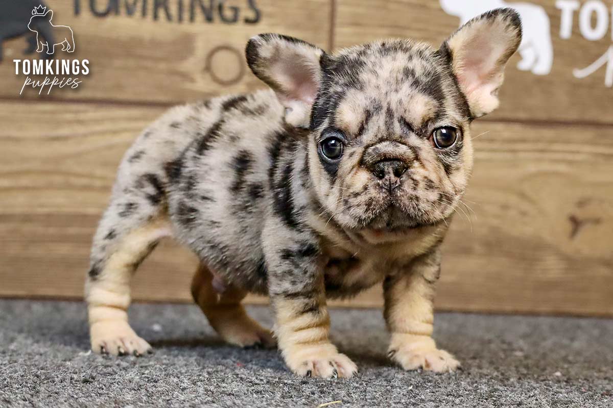 Edwin, the Pocket-Sized Daredevil