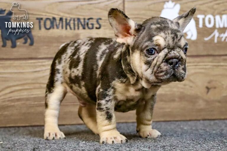 Fuller, a black merle and tan male French Bulldog puppy, standing on gray carpet in a three-quarter view.