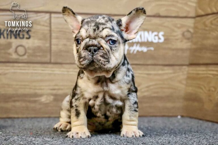 Fuller, a black merle and tan male French Bulldog puppy, sitting upright on gray carpet and facing forward.