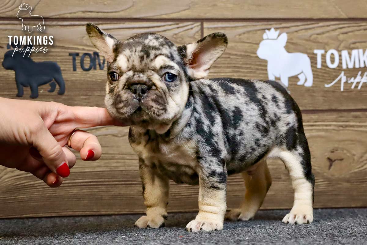 Fuller, the Velvet Inspector