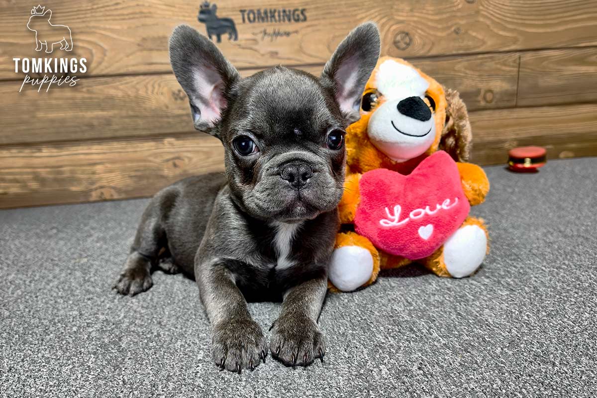 Grayson, the Playful Pup