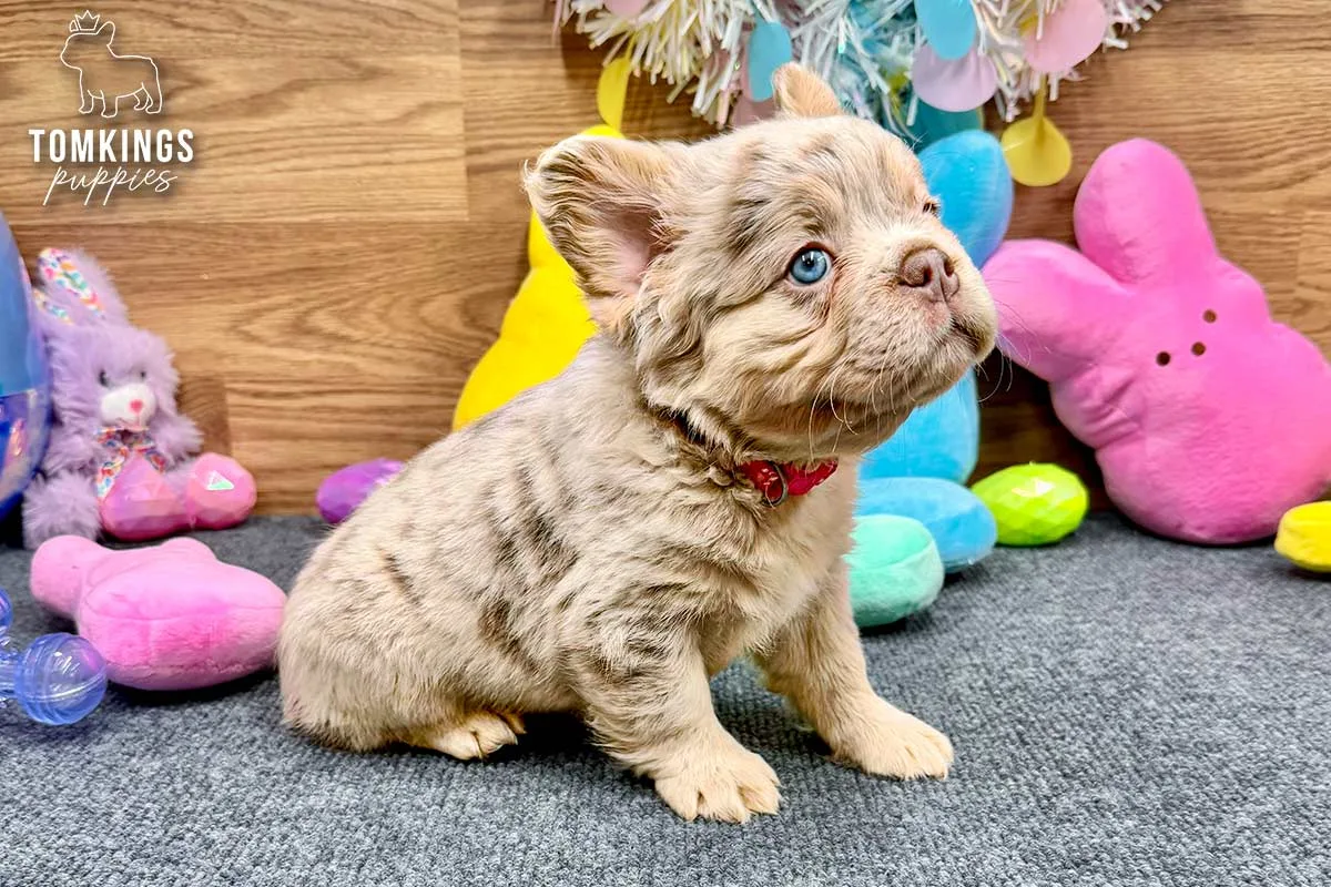 Lainey Lou, the Merle Muse