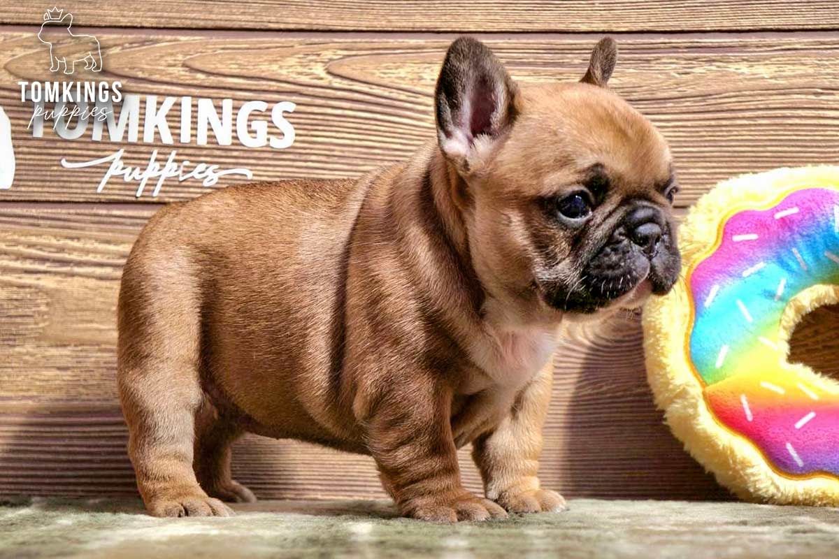 Macy, the Bitesized Critic