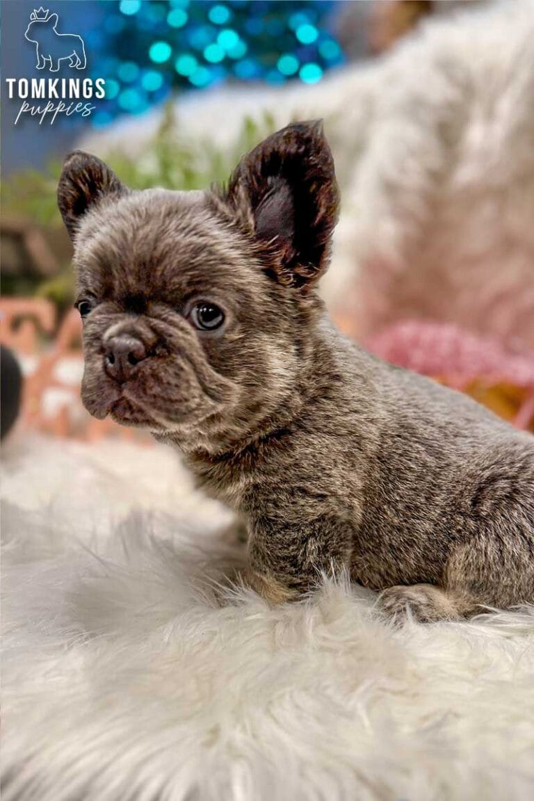 Marigold, a lilac and tan fluffy French Bulldog puppy, sitting in side view on white faux fur.