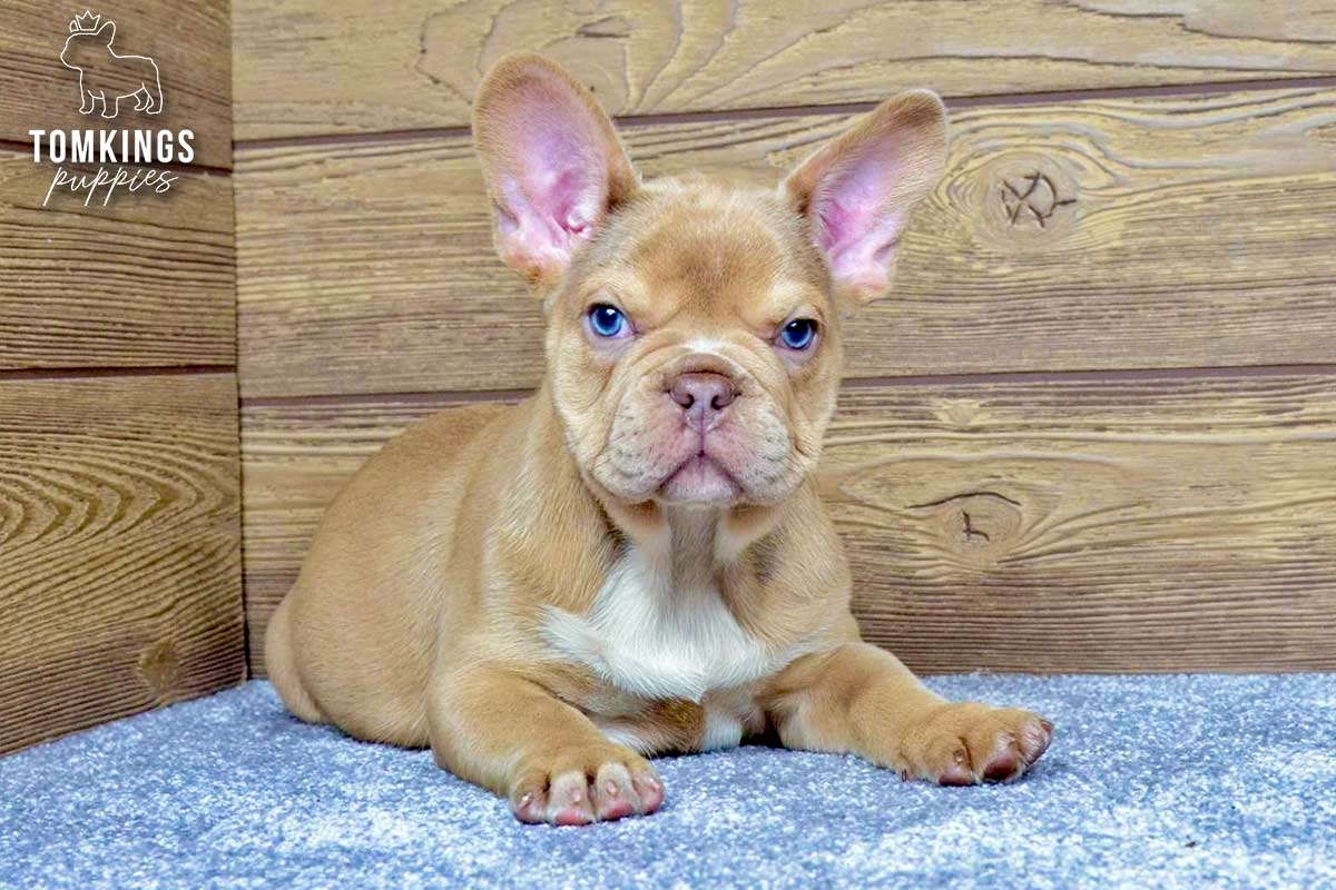 Memphis, the Front-Porch Baron