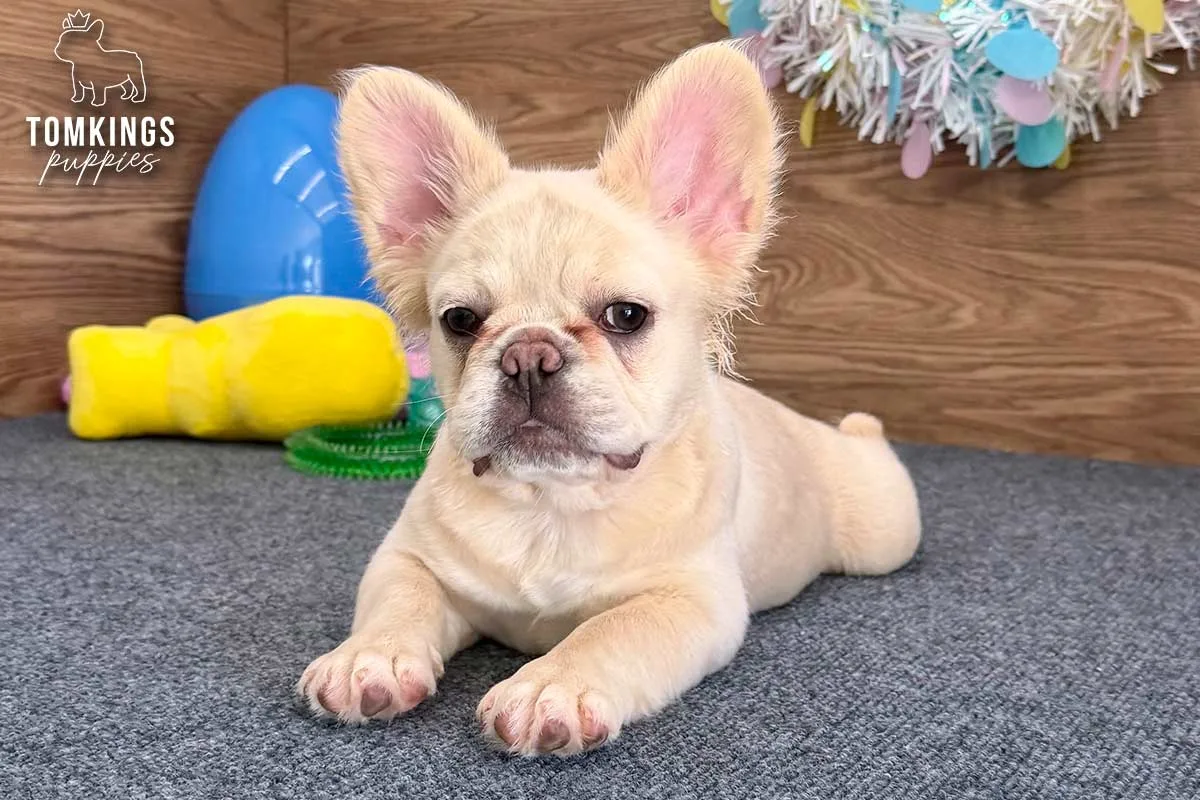 Metairie, the Graceful Empress