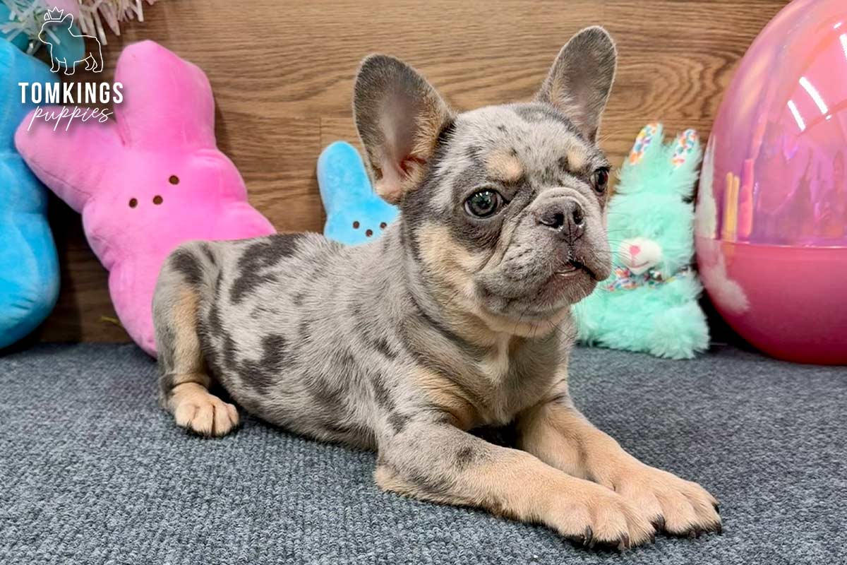 Rocky, the Tiny Treasure