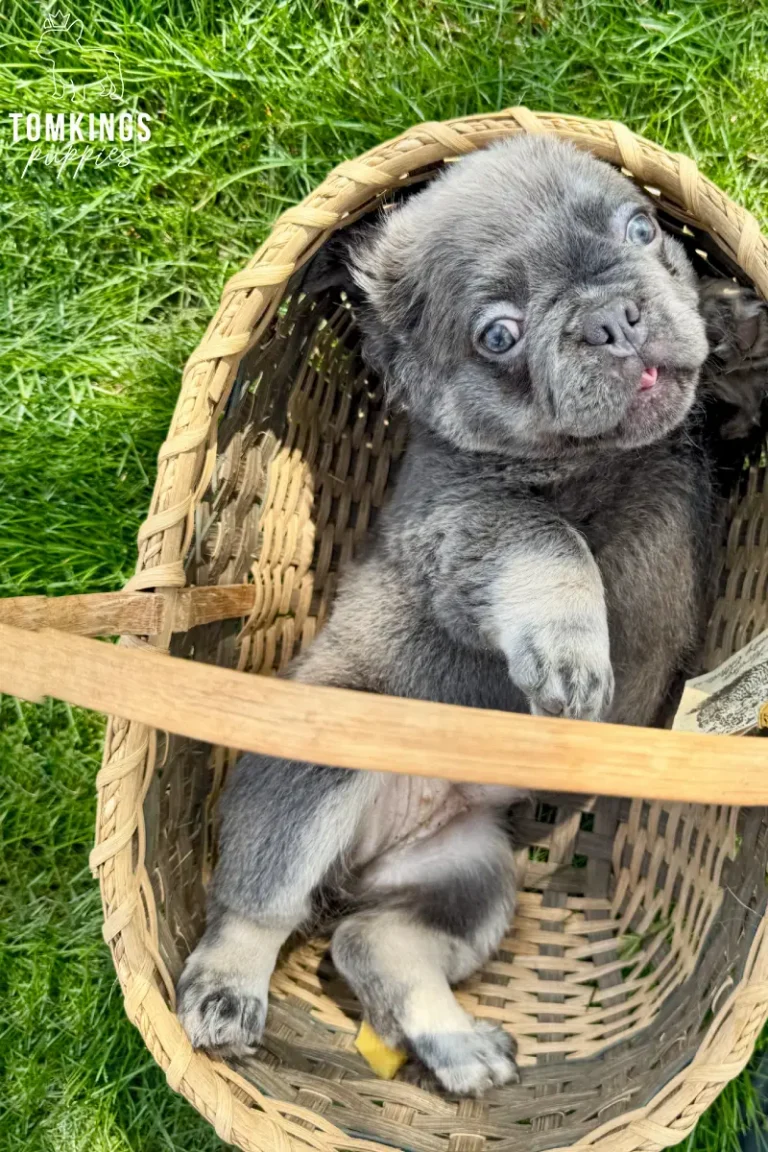 Marigold, a female blue merle fluffy French Bulldog puppy, sitting outdoors and facing the camera.