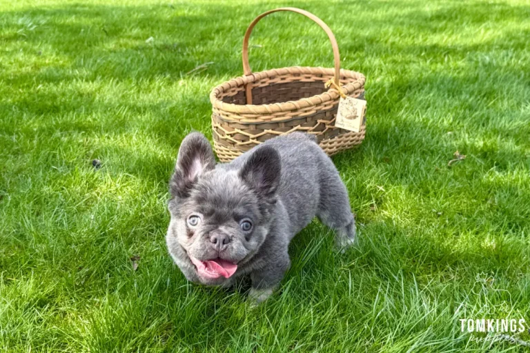 Marigold, a female blue merle fluffy French Bulldog puppy, standing outdoors in a full-body portrait.