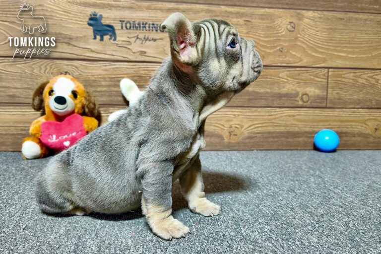 Florence, a female lilac and tan French Bulldog puppy, sitting in side profile on gray carpet indoors.