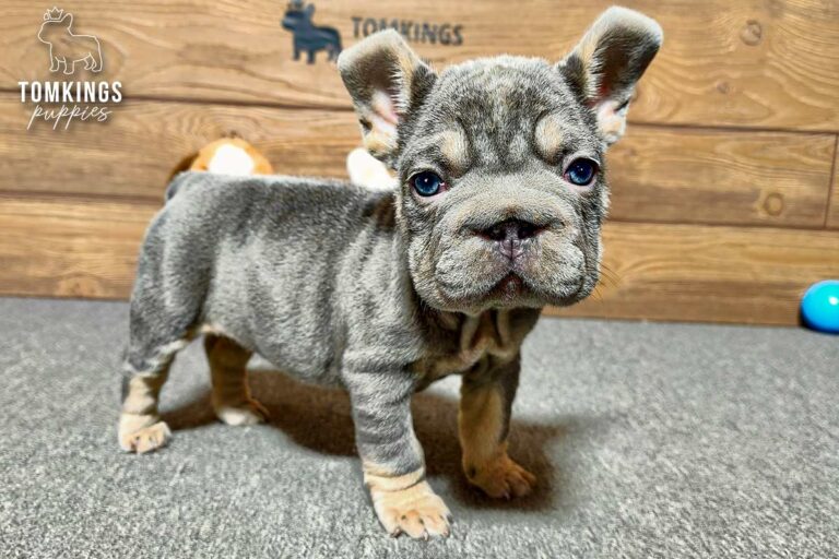 Florence, a female lilac and tan French Bulldog puppy, standing on gray carpet indoors.