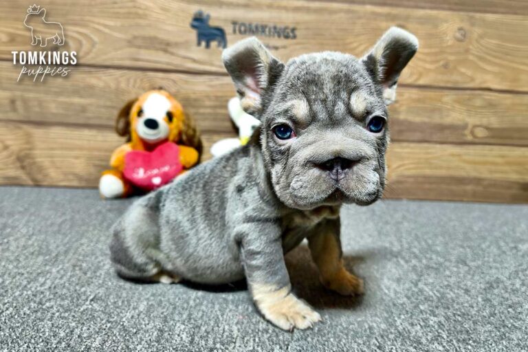Florence, a female lilac and tan French Bulldog puppy, seated on gray carpet with toys behind her.