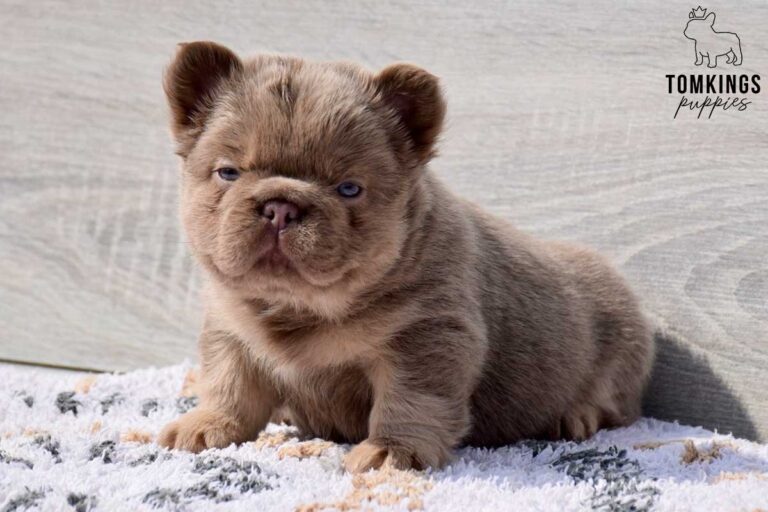 Georgia, an isabella fluffy female French Bulldog puppy, shown in a vertical close-up portrait.