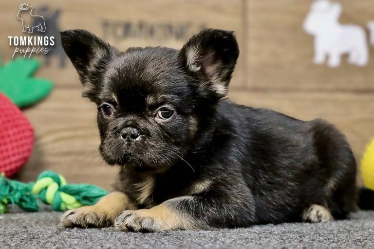 Kayce, a black and tan fluffy French Bulldog boy, lying on gray carpet with a bunny toy nearby.